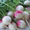 Red Head Radish 2 Red Head Radish -Maximas Flower Shop 7046 5464 popup