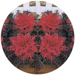 Red Peacock™ Hybrid Flowering Kale