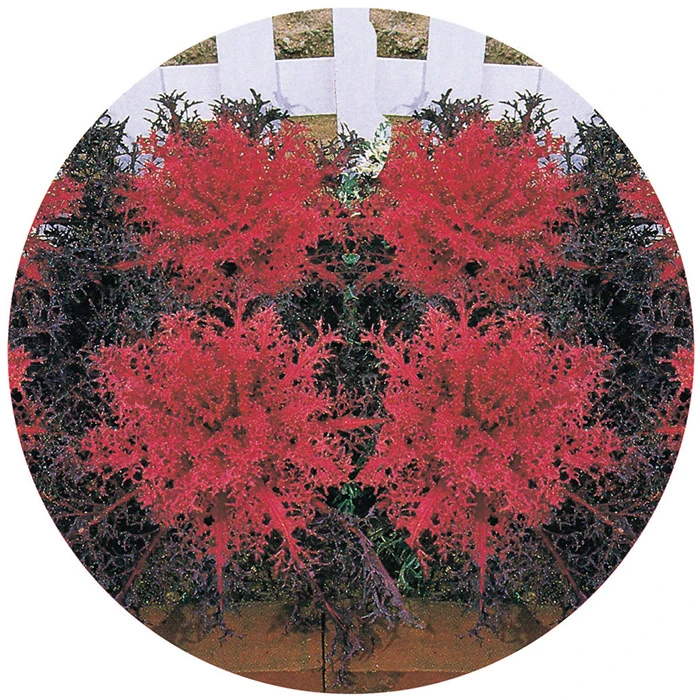 Red Peacock™ Hybrid Flowering Kale 3 Red Peacock™ Hybrid Flowering Kale