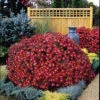 Mammoth Red™ Daisy Chrysanthemum -Maximas Flower Shop 7085 5461 popup
