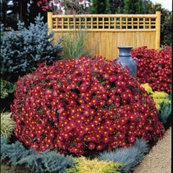 Mammoth Red™ Daisy Chrysanthemum