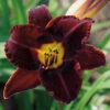 Dominic Daylily 1 Dominic Daylily -Maximas Flower Shop Daylily Dominic AH C 15113
