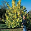 Shenandoah & Seedling Pawpaw Offer -Maximas Flower Shop PawPawTree