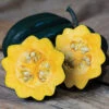 Table Ace Hybrid Acorn Winter Squash -Maximas Flower Shop Squash TableAce AH 03670