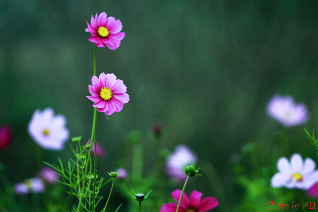 Maximas Flower Shop -Maximas Flower Shop 3224113807 d184a84be6 b