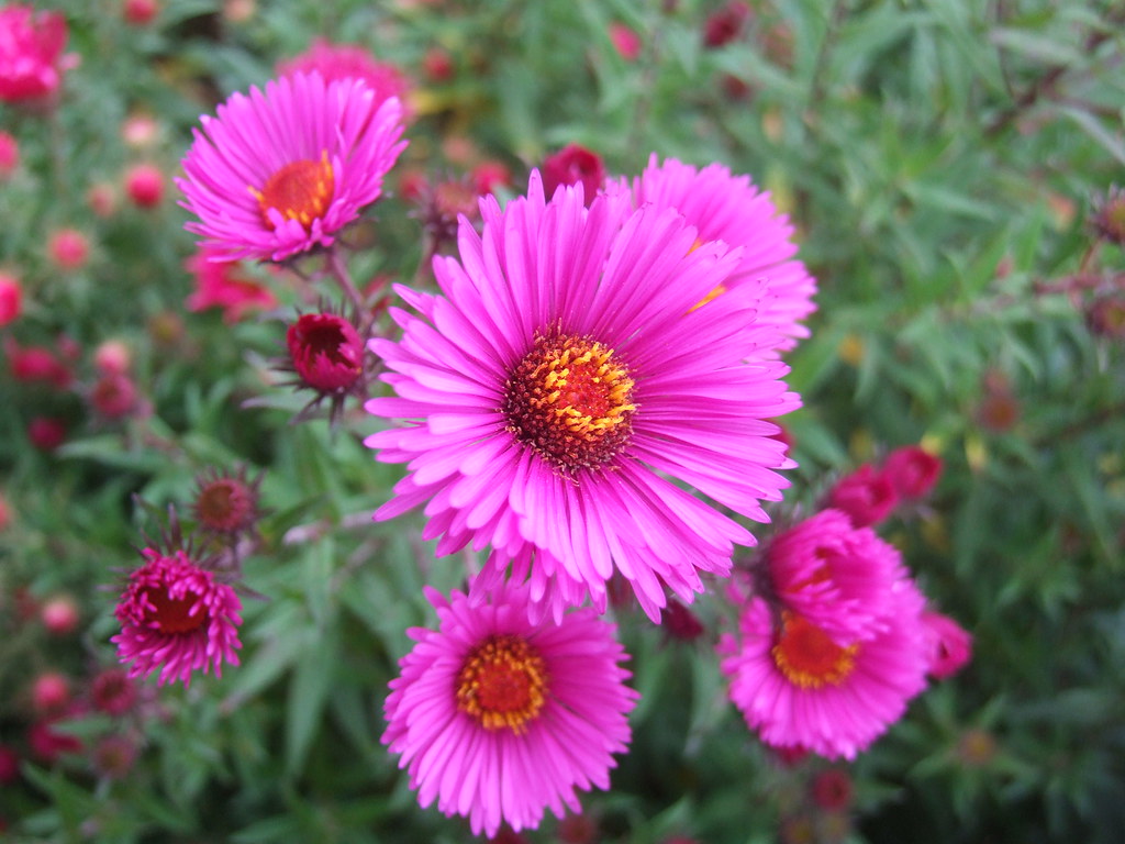 Maximas Flower Shop -Maximas Flower Shop 5372332831 a5b2633016 b