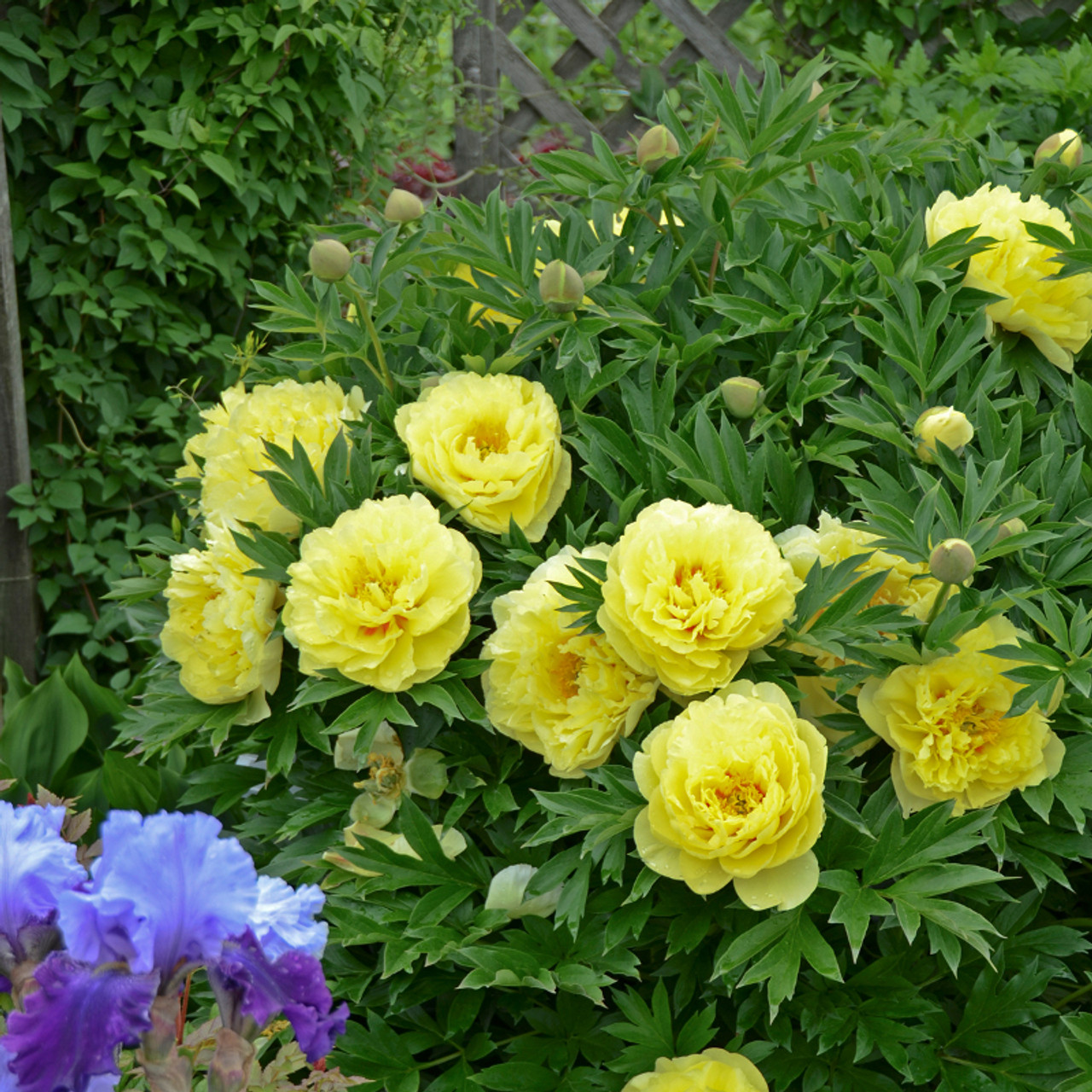 Maximas Flower Shop -Maximas Flower Shop Mature Bartzella Peony Plant Covered in Flowers 54756