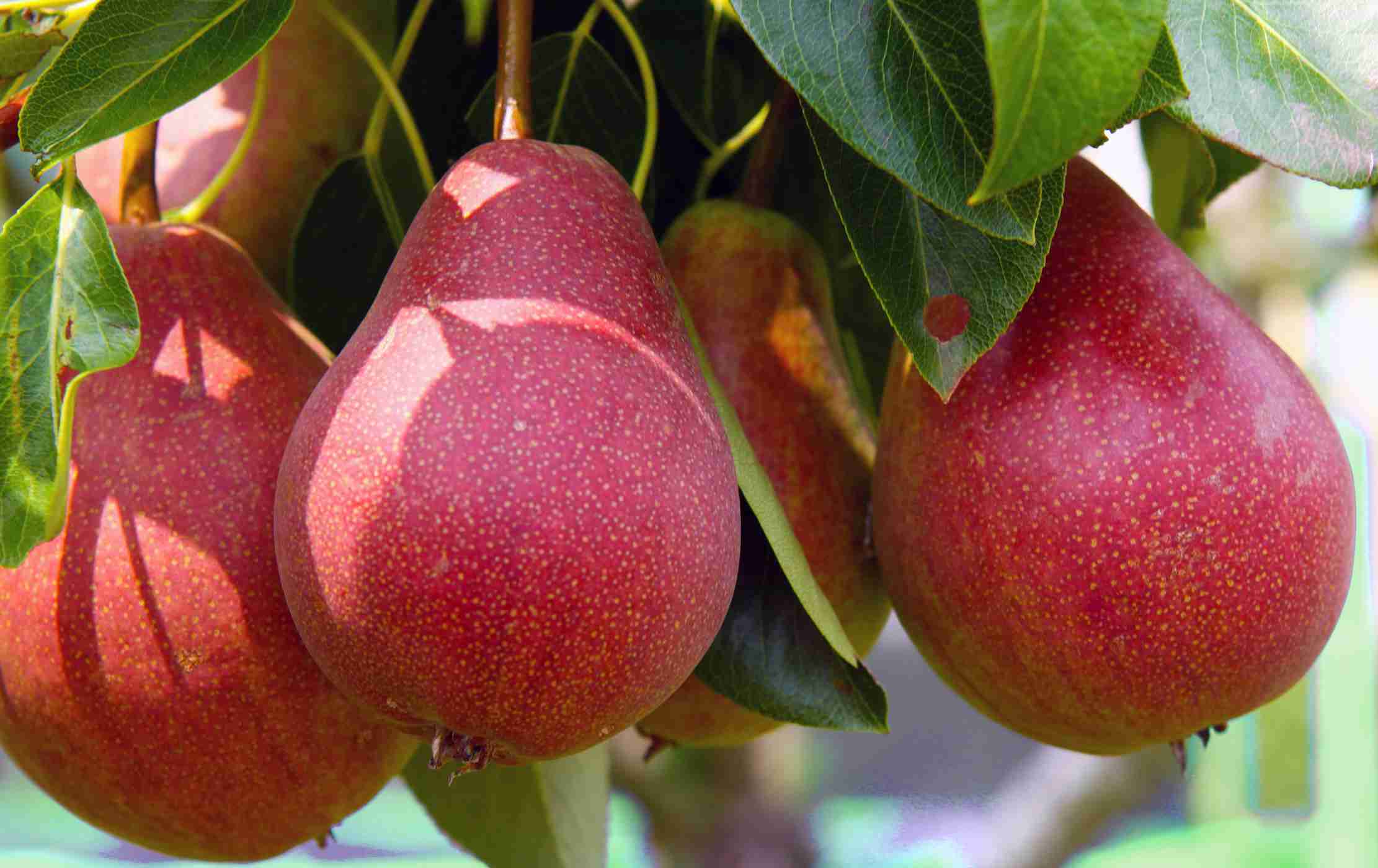 Maximas Flower Shop -Maximas Flower Shop plantnet rootstock pear Red Sensation